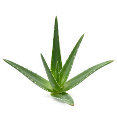 Fototapeta premium aloe, plant, aloevera, succulent, cactus, leaf, leaves, green, nature, botanical, herb, medicinal, organic, natural, fresh, garden, flora, indoor, outdoor, pot, potted, houseplant, tropical, desert, e