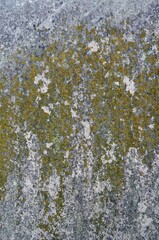 Fototapeta premium Snow covered pine tree on rocky forest ground with moss and lichen
