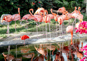 These images highlight the role of zoos in preserving biodiversity.