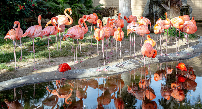 These images highlight the role of zoos in preserving biodiversity.