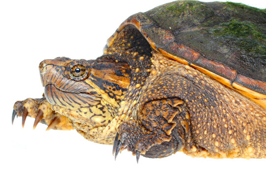 Common snapping turtle, Chelydra serpentina, on white background