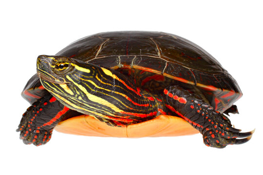 Painted turtle, Chrysemys picta
