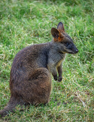 Obraz premium These images highlight the role of zoos in preserving biodiversity.