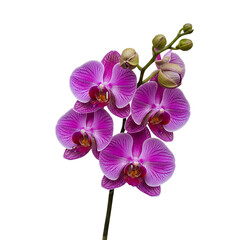 Obraz premium Beautiful Purple Orchid Flowers Blooming on a White Background.
