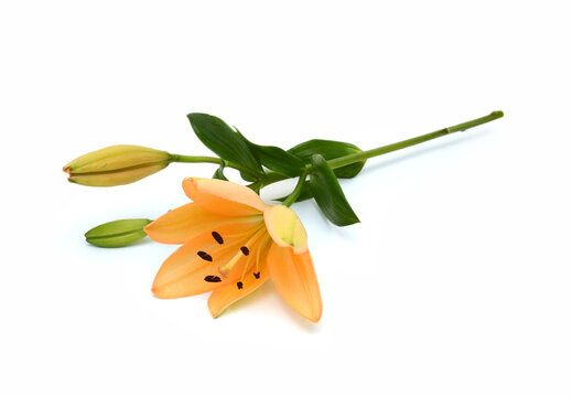 Beautiful Lily flower isolate on white 