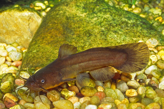 Tadpole madtom, Noturus gyrinus