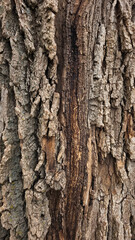 Obraz premium A close-up of rough, deeply fissured tree bark. The texture features thick, greyish-brown ridges and a vertical dark brown scar where the inner wood is exposed, showing organic, rugged patterns.