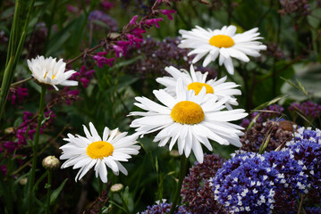 Obraz premium white daisies in a garden