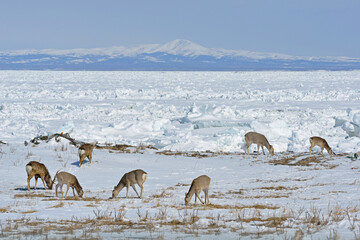 エゾシカの群と流氷（北海道・野付半島）  © 愛 高行