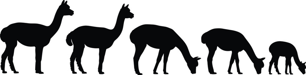 Alpaca silhouette set, llama grazing and standing vector collection, South American camelid silhouettes, farm animal illustration pack bundle © PROTAP