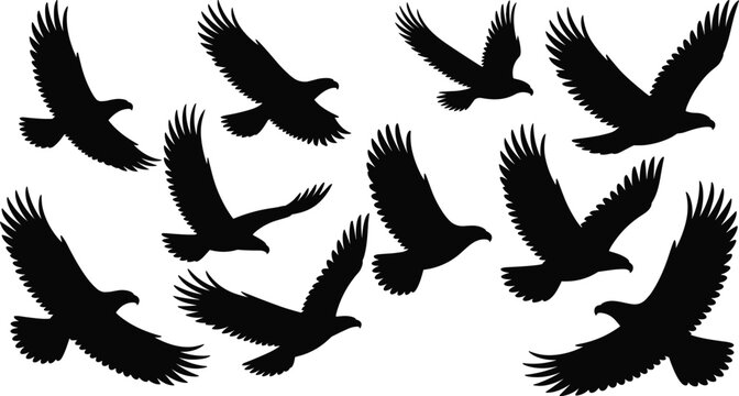 Flying eagle silhouette set, soaring bird of prey vector collection, eagle wings spread silhouettes, hawk falcon raptor illustration pack