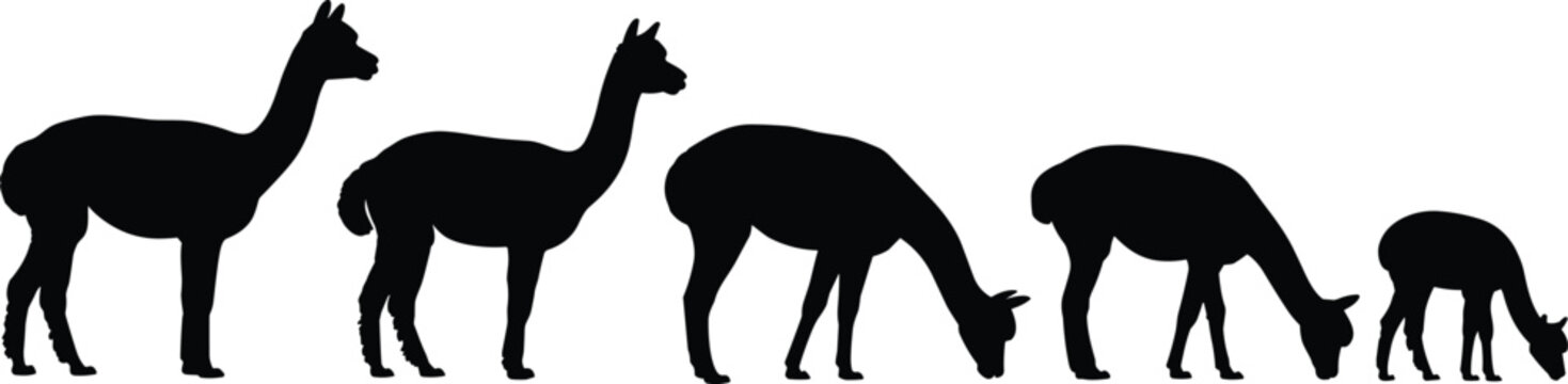 Alpaca silhouette set, llama grazing and standing vector collection, South American camelid silhouettes, farm animal illustration pack bundle