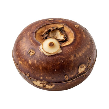 A single raw water chestnut corm showing the smooth brown skin and the small sprout on the top side