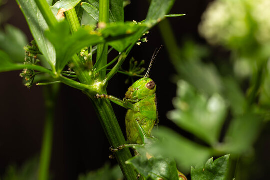 Collection of images with different types of biotic damage: from defoliation by carterpillars snails beetles fruit consumption by grasshoppers to deep holes made by borers in fig tree wood
