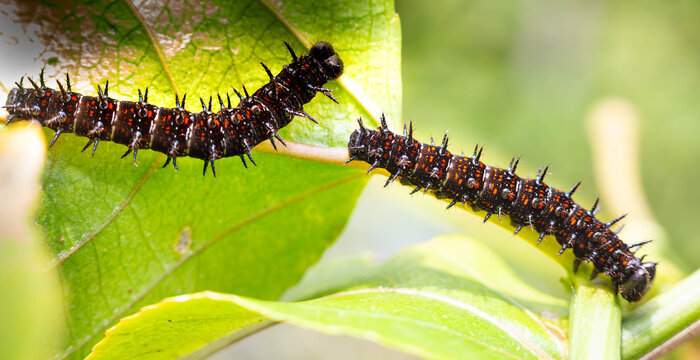 Collection of images with different types of biotic damage: from defoliation by carterpillars snails beetles fruit consumption by grasshoppers to deep holes made by borers in fig tree wood
