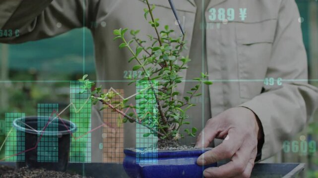 Man placing stake near bonsai trunk steadying pot for growth, finance charts appearing around pot
