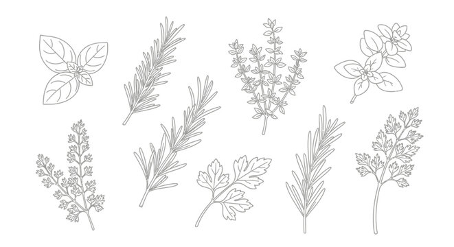 Set of various culinary herbs line art illustrations. Vector outline drawings of fresh basil, rosemary, thyme, oregano, and parsley sprigs for cooking and kitchen design.