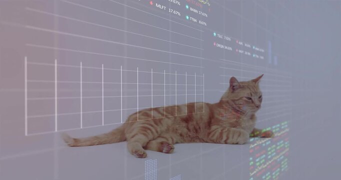 Orange tabby cat reclining on white shelf responding to animated tech charts projecting over flank