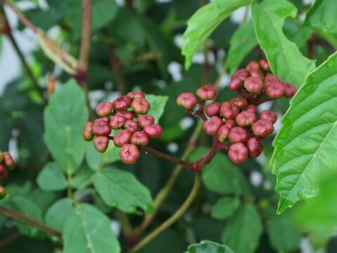 Red leea guineensis  (West African tree grape) plant with bright red berries and green leaves. This tropical shrub is often used for ornamental landscaping and garden decoration