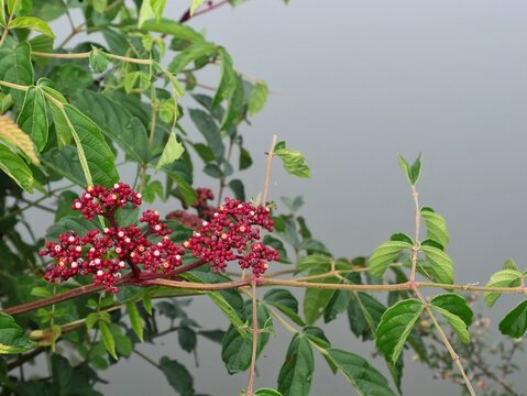 Red leea guineensis  (West African tree grape) plant with bright red berries and green leaves. This tropical shrub is often used for ornamental landscaping and garden decoration