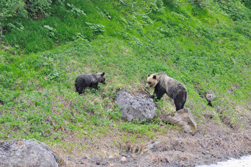 高山植物を食べるヒグマの親子（北海道・知床）  © 愛 高行