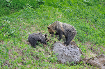 高山植物を食べるヒグマの親子（北海道・知床）  © 愛 高行