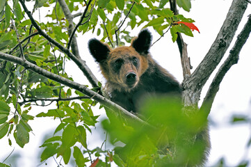 木に登ったヒグマの幼獣（北海道・知床）  © 愛 高行