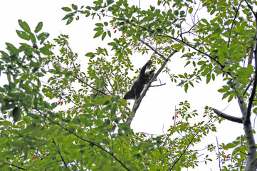 木に登って果実を食べるヒグマの幼獣（北海道・知床）  © 愛 高行