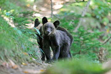 登山道に現れたヒグマの兄弟（北海道・知床）  © 愛 高行