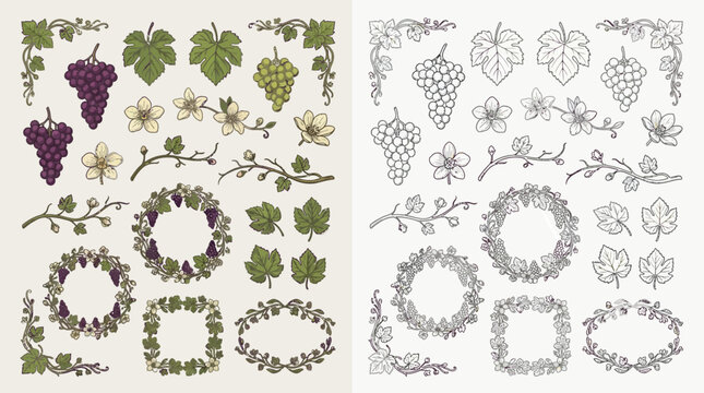 Collection of decorative elements featuring grapevines, leaves, grapes, and floral motifs in both color and outline styles.