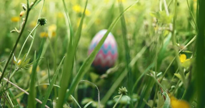 Slowly moving forward to reveal a single pink Easter egg hiding in a meadow of grass and springtime flowers. Search for festive Easter egg decorated and hidden outside for Easter eggs hunt tradition.