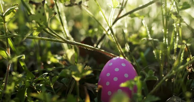 Panning through a meadow of grass and springtime flowers to reveal a pink Easter egg with white spots. Searching for festive Easter egg decorated and hidden outside for an Easter eggs hunt tradition.