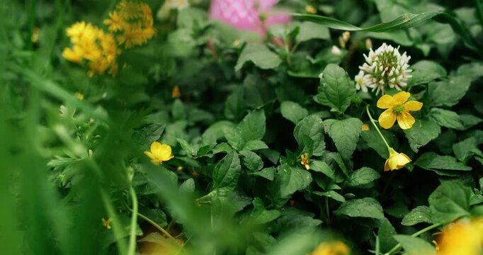 Slowly moving forward to reveal a single pink Easter egg hiding in a meadow of grass and springtime flowers. Search for festive Easter egg decorated and hidden outside for Easter eggs hunt tradition.
