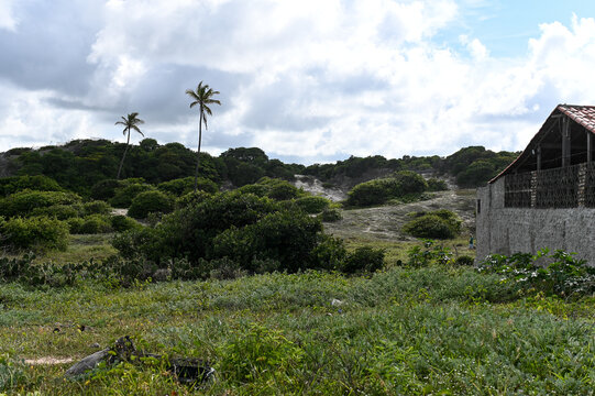 tropical landscape with coastal vegetation and palm trees, rural building next to green dunes and cloudy sky, brazilian restinga forest with coconut trees in background, scenic view 