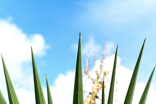 grass and sky, sharp agave plant leaves against blue sky, pointed green succulent foliage with clouds, yucca leaves tips under bright daylight, tropical botanical elements in nature