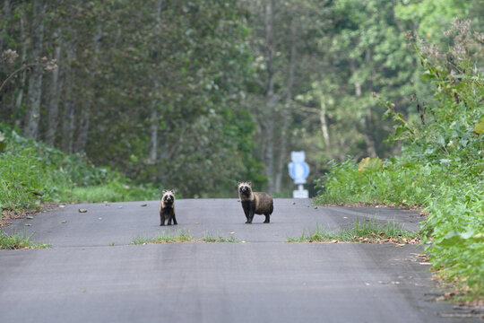 道路を歩くエゾタヌキのつがい（北海道・鶴居村）
