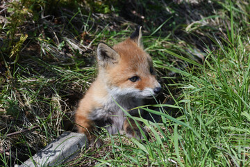 巣から出てきたキタキツネの幼獣（北海道・鶴居村）  © 愛 高行