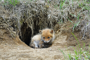 巣穴から出てきたキタキツネの幼獣（北海道・鶴居村）  © 愛 高行