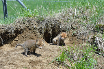 巣穴から出てきたキタキツネの兄弟（北海道・鶴居村）  © 愛 高行