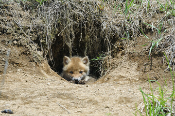 巣穴から出てきたキタキツネの幼獣（北海道・鶴居村）  © 愛 高行