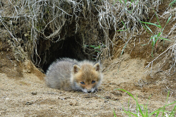 巣穴の前で休むキタキツネの幼獣（北海道・鶴居村）  © 愛 高行