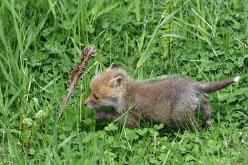 尻尾の先が白いキタキツネの幼獣（北海道・鶴居村）  © 愛 高行