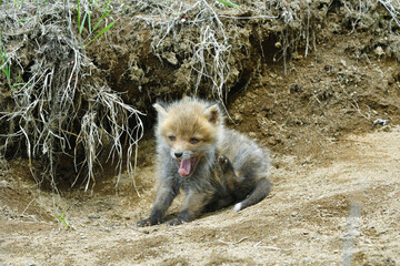 後足で身体を掻くキタキツネの幼獣（北海道・鶴居村）  © 愛 高行
