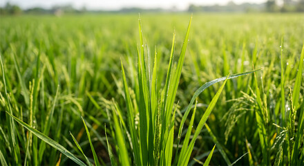 Fototapeta premium Young Rice Plant Tips Growing in Rice Field
