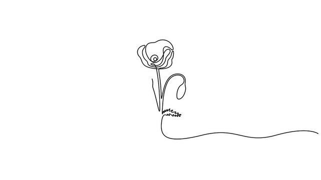 Self animated minimalist, continuous line art drawing of a poppy flower vector illustration