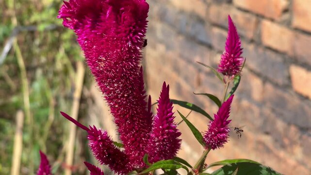 Close Up of Carpenter Bee Feeding on Celosia Flower with Natural Garden Background