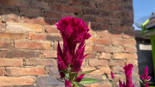 Pollination Process by Black Carpenter Bee on Vibrant Pink Celosia Bloom