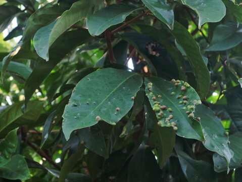 Close up of eugenia leaf gall on rose apple leaf, This disease is caused by small insects from the Psyllidae family known as psyllids