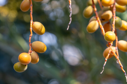 Ripe yellow dates hanging on thin orange palm stems, close up fruit cluster with soft green background bokeh, natural tropical harvest detail outdoors in warm sunlight with shallow depth of field