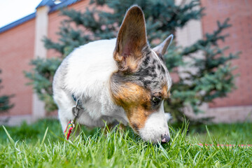 Blue merle corgi dog sniffing green grass in a yard with an evergreen tree and brick wall softly blurred behind, low angle view showing curious pet behavior and springtime outdoor light